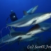 shark_reef_caribbean_bc1_jar_h_0254_cub6724.jpg